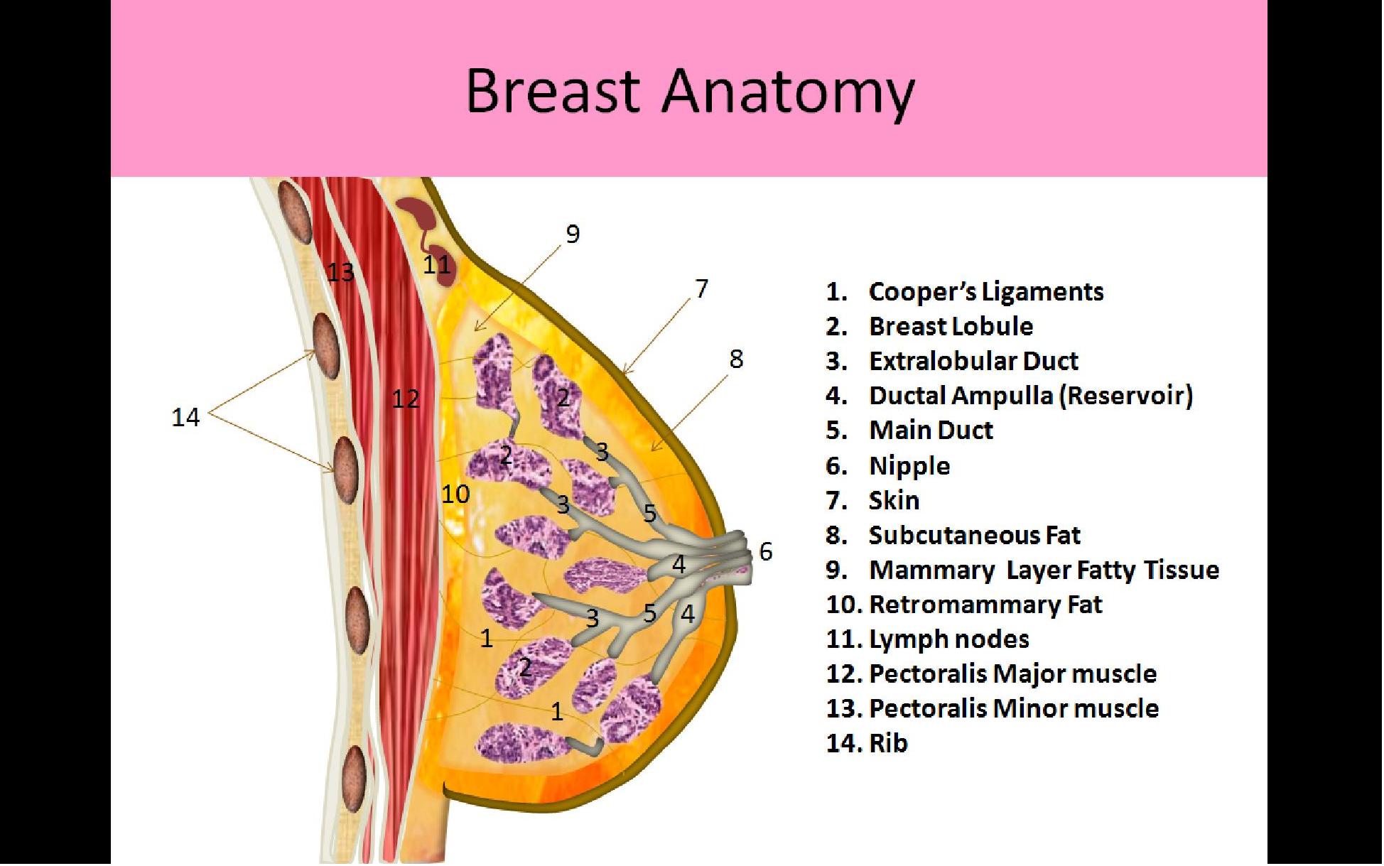 breast physiology