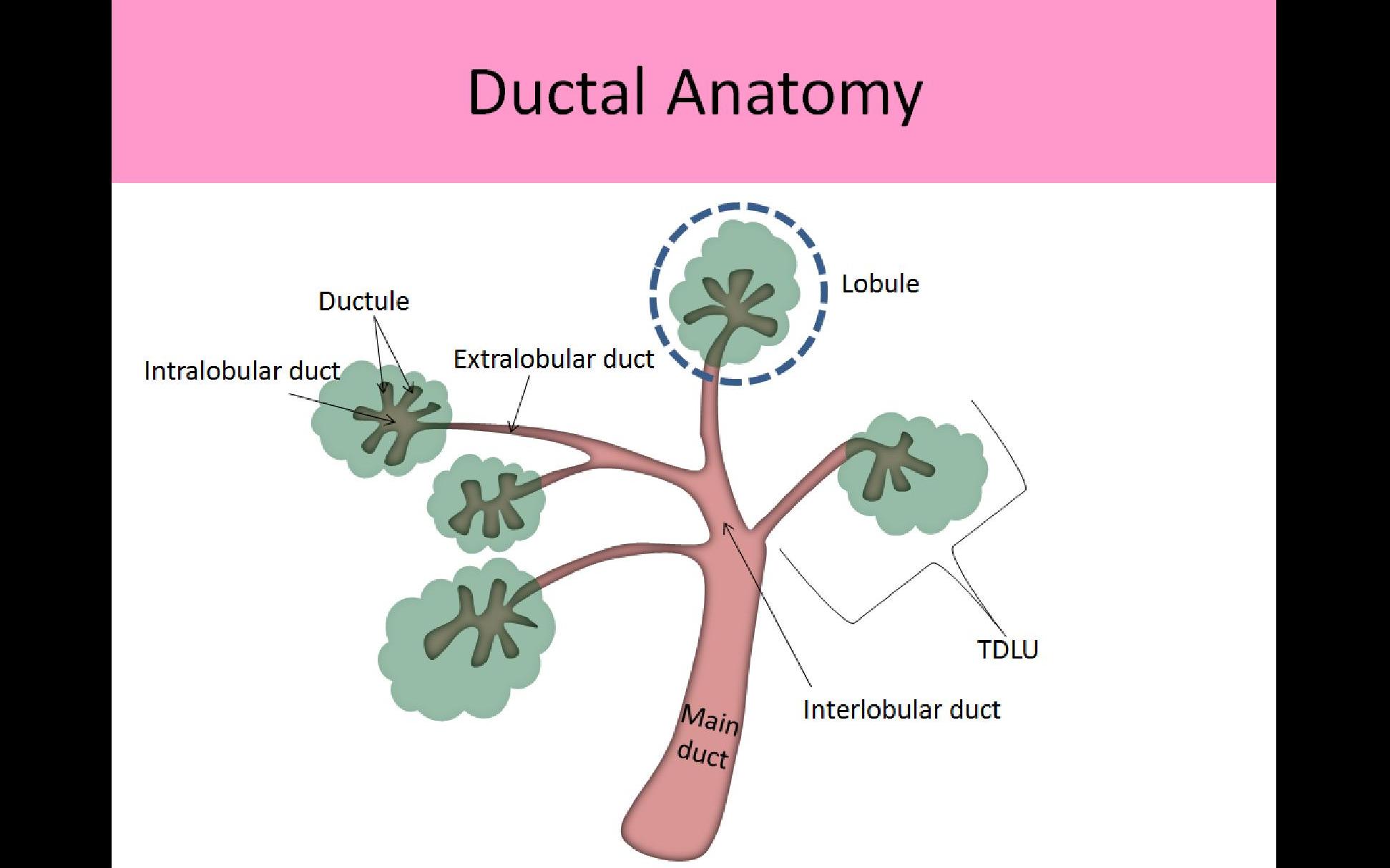 interlobular duct breast