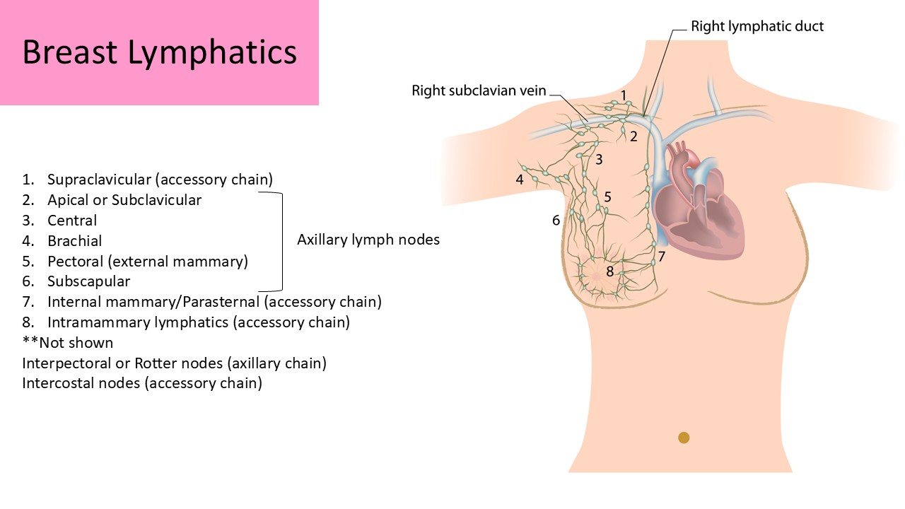 Breast Lymphatics