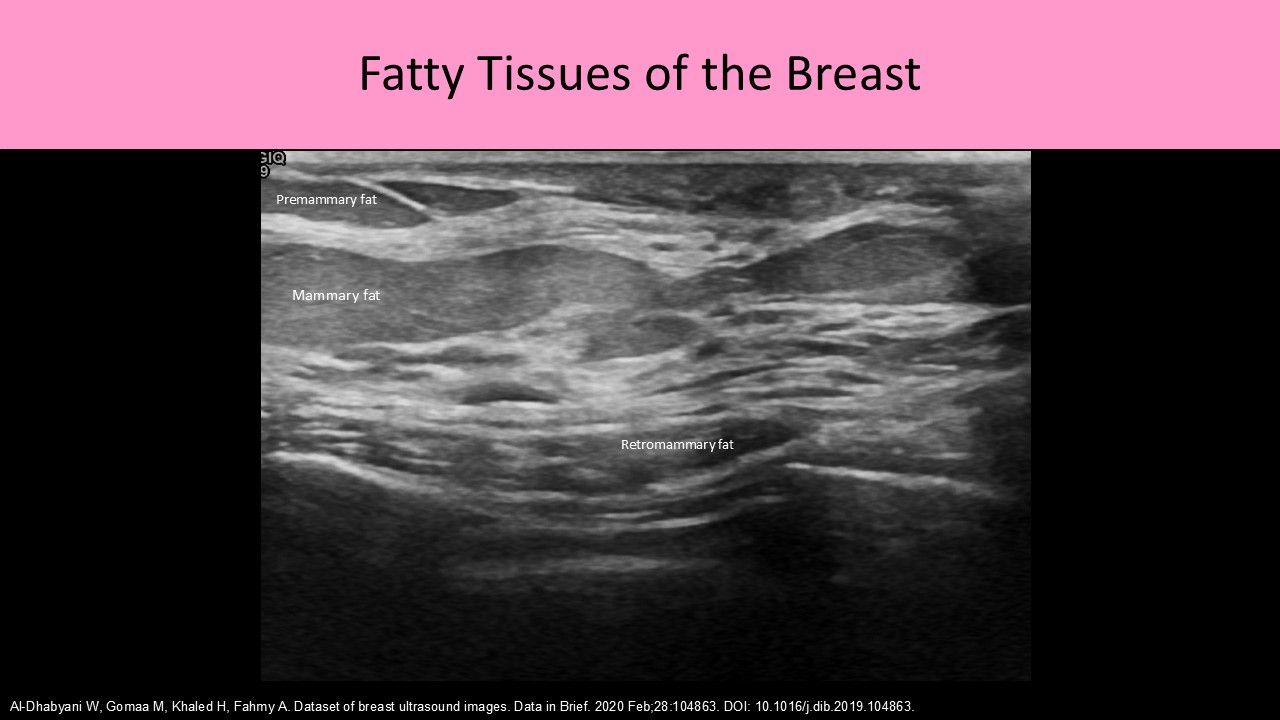 Fatty Tissues of the Breast