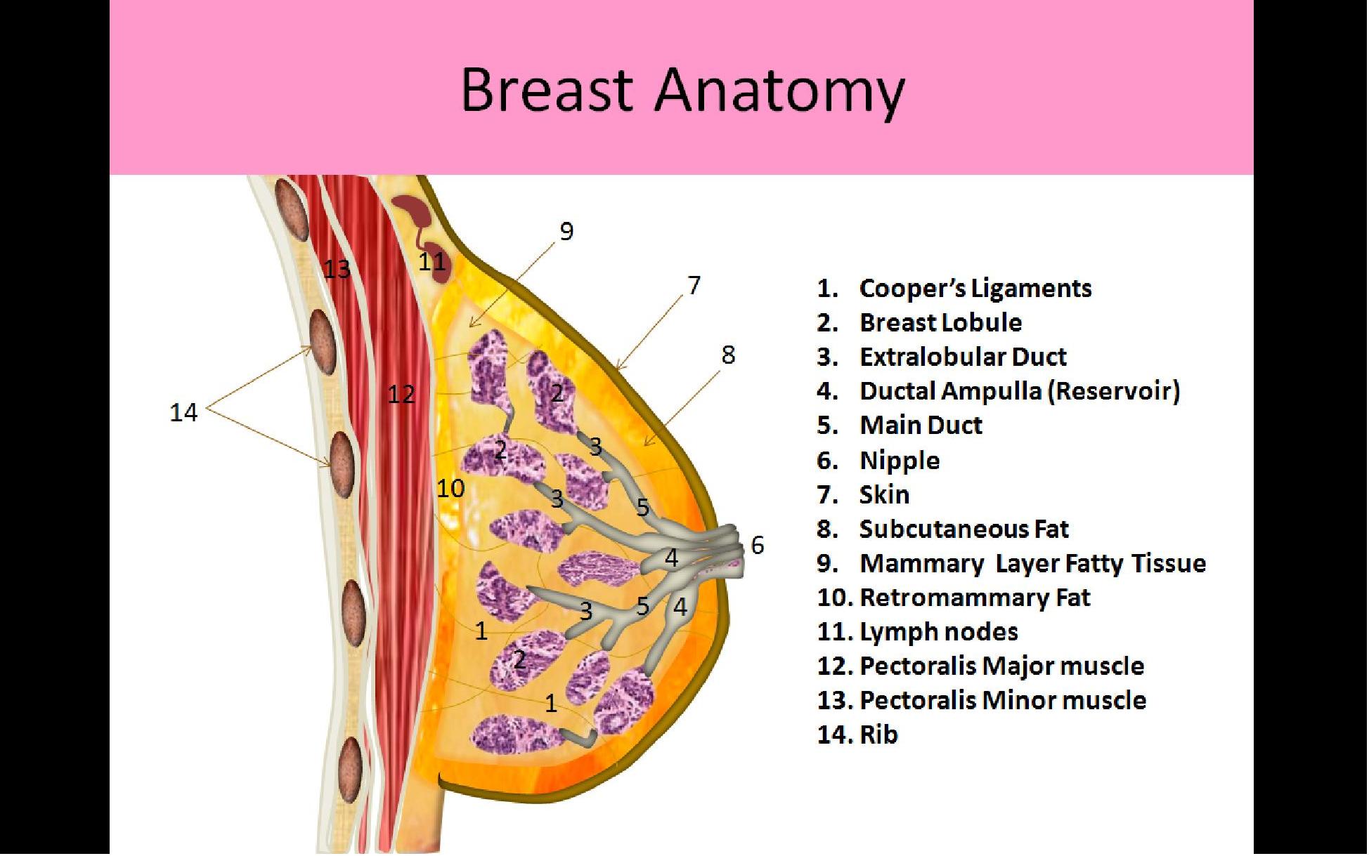 Anatomical diagram of the normal breast showing the distribution of