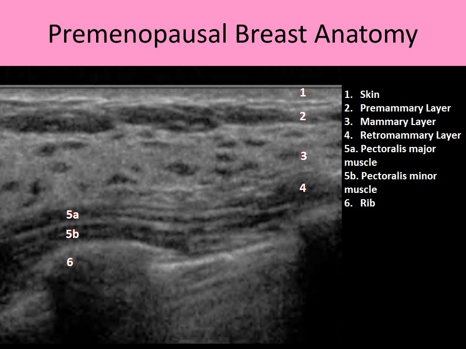 Premenopausal Breast Anatomy