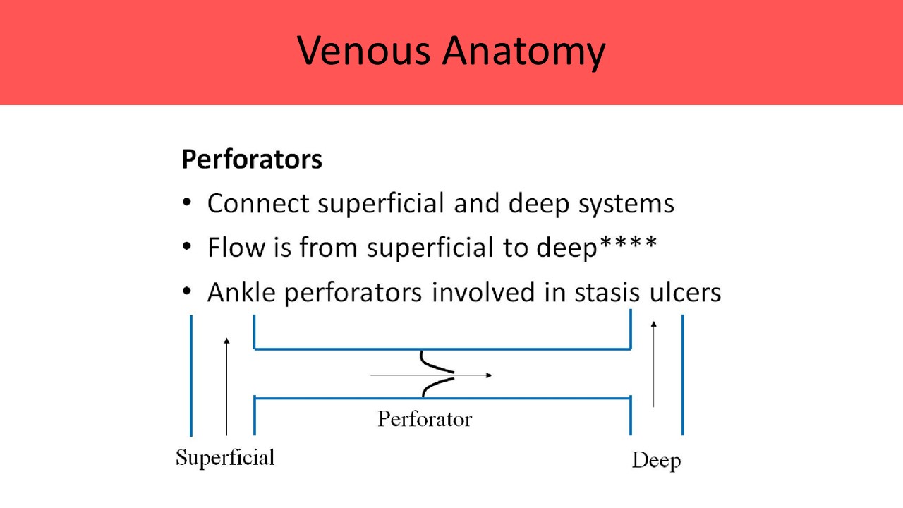 Venous Anatomy