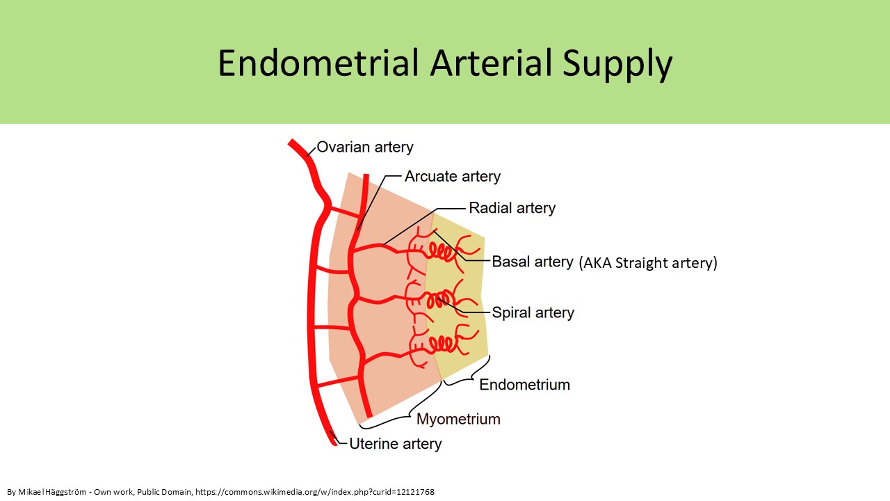 Endometrial Arterial Supply