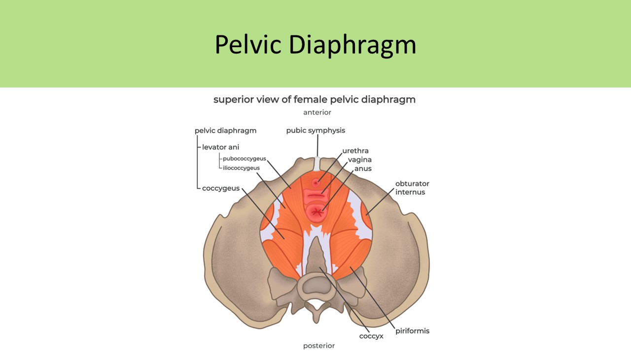 Pelvic Diaphragm